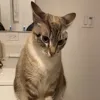 Olive the cat, Long Beach client testimonial
