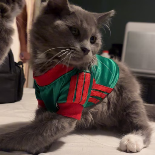 Boba our clients kitty wearing a soccer jersey.