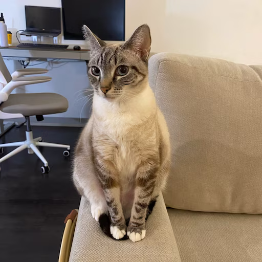 Olive our clients cat judging us while we work.