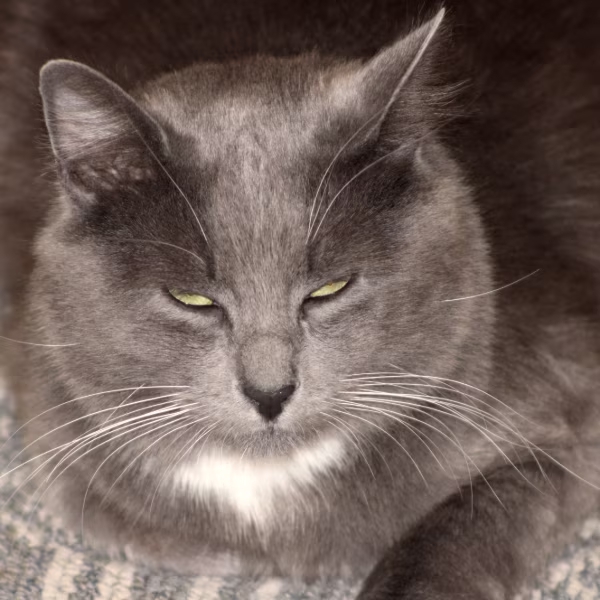 Tuna the Russian Blue Handyman Cat - The OC Bros Mascot